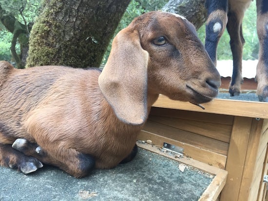 A small goat lays on a wooden box
