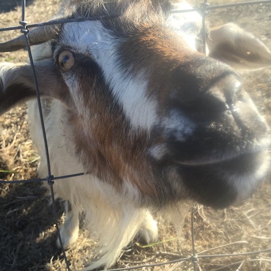 A goat sticks its head out of a wire fence