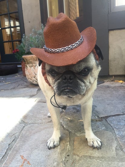 A stern looking pug wearing a cowboy hat
