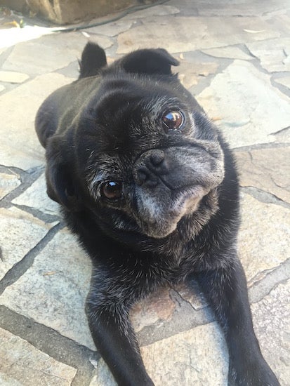 A black pug tilts his head 