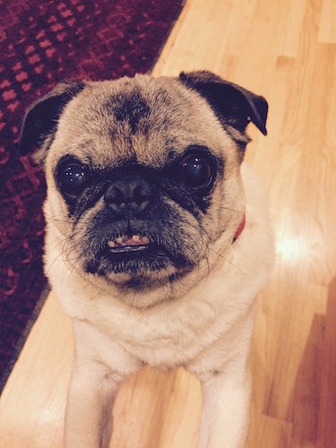 The authors pug gazing up at the camera