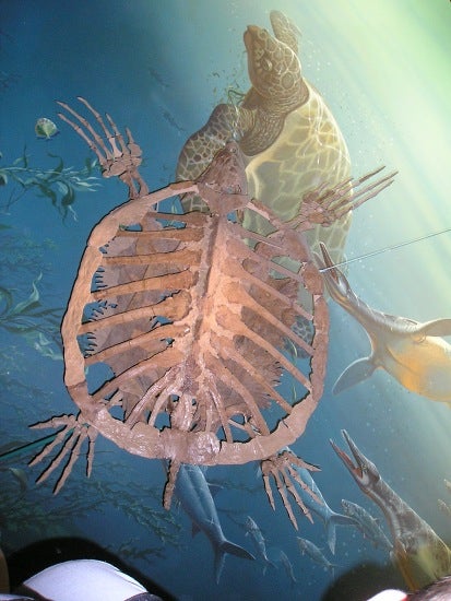A turtle skeleton 