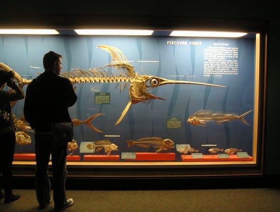 A very large pre-historic fish skeleton 