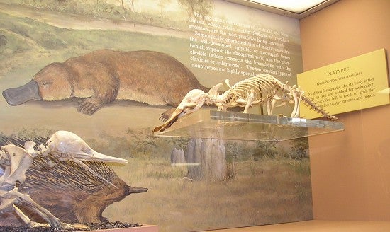 Platypus skeleton 