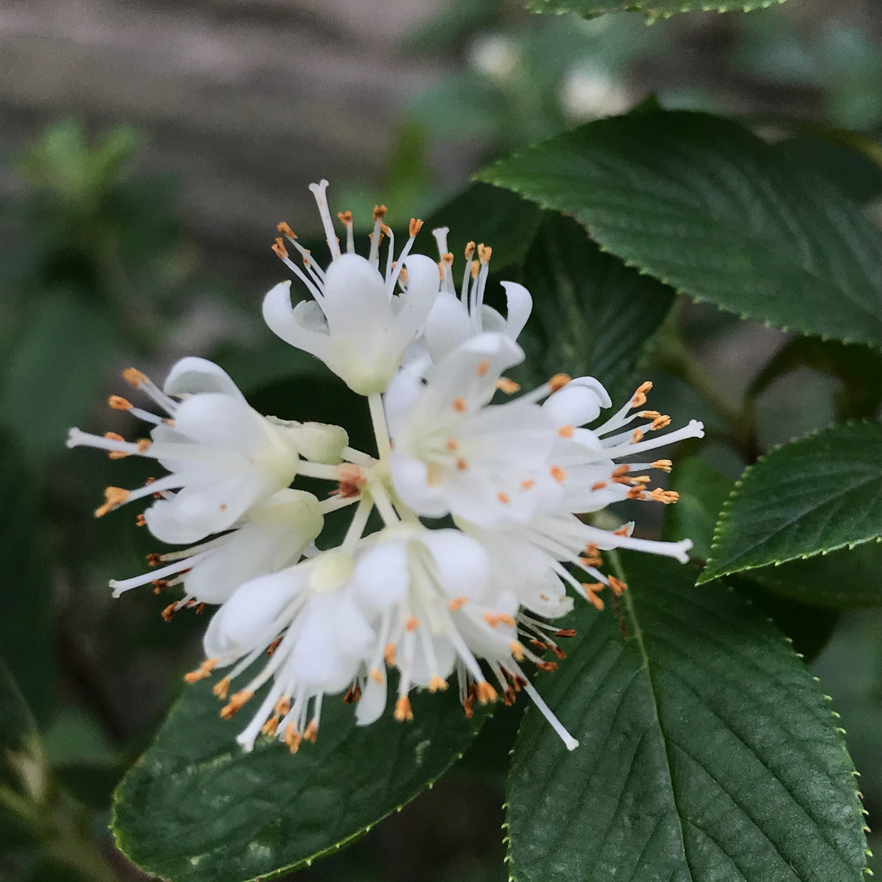 white Obie flower 