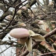 small loving magnolia buds 