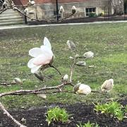 magnolias 
