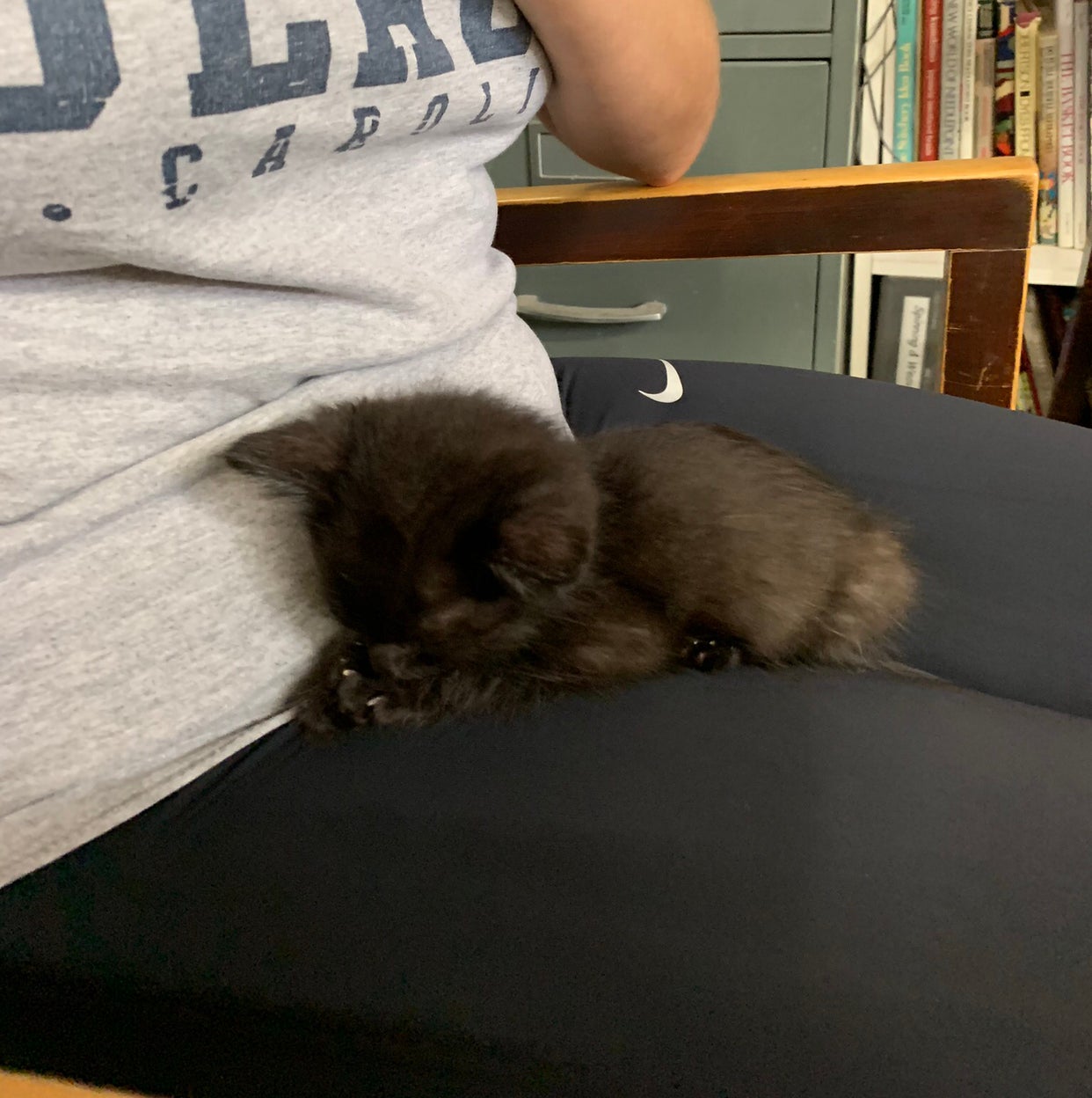A black kitten on a person's lap