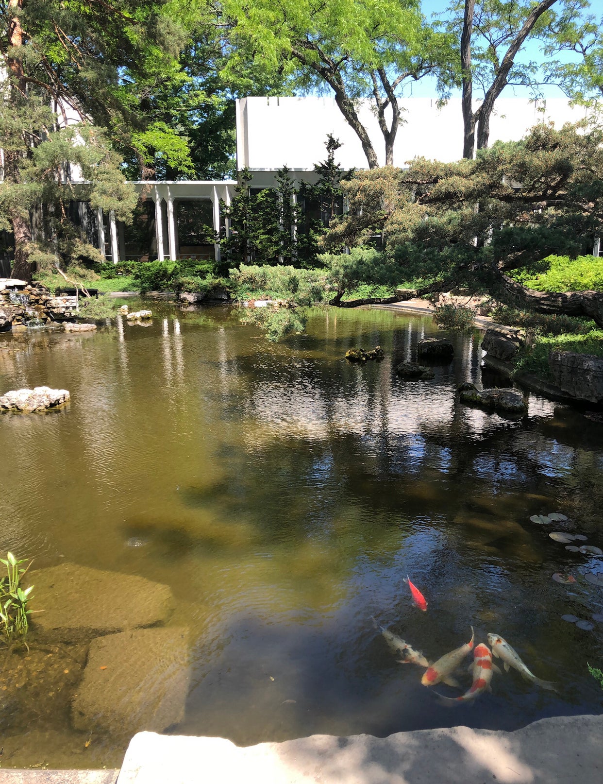 A photo of the main koi pond at Oberlin with 5 koi fish in view.