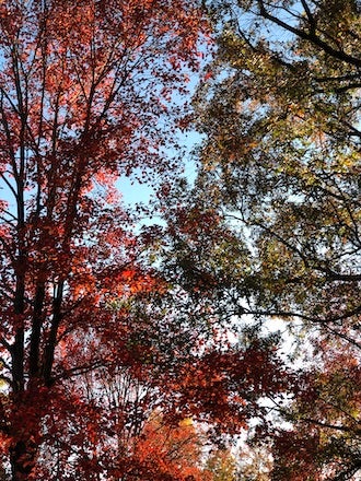 Red and green trees in the fall