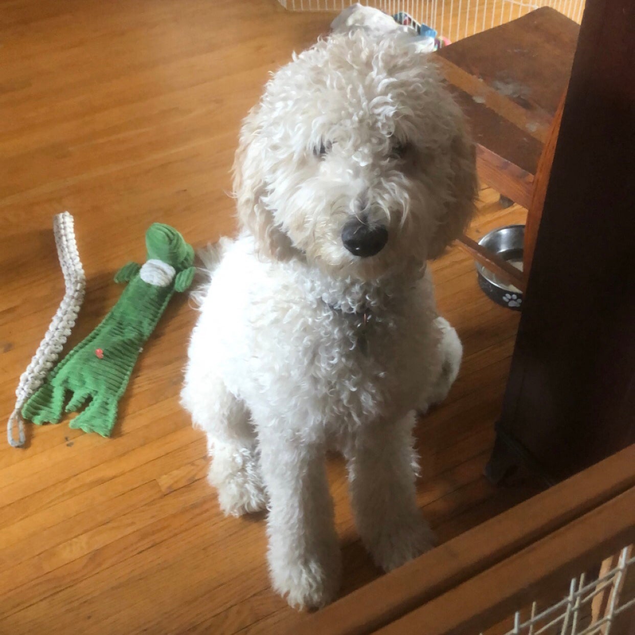 A goldendoodle with curly white fur, sitting and looking at the camera. A few dog toys lie next to her on the floor.