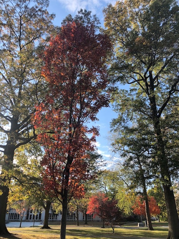 Colorful Fall trees in the middle of Tappan Square