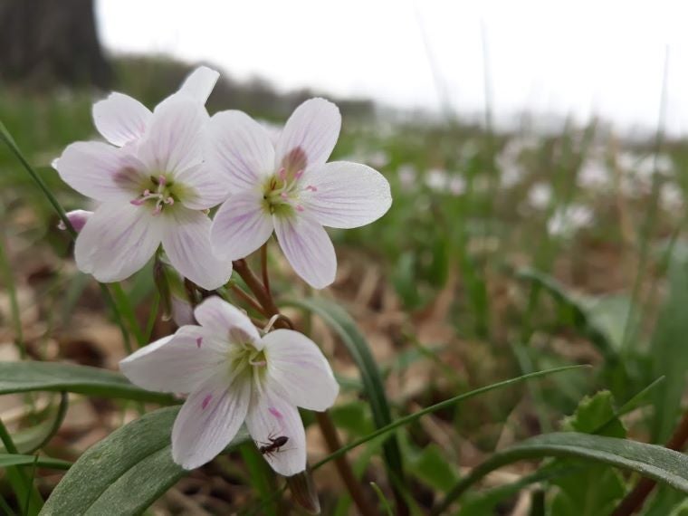 Small pink and white, five petaled flowers bloom 
