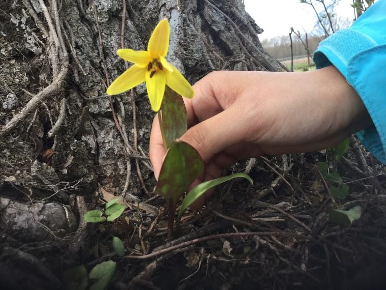 A hand shows a yellow lily to the camera.