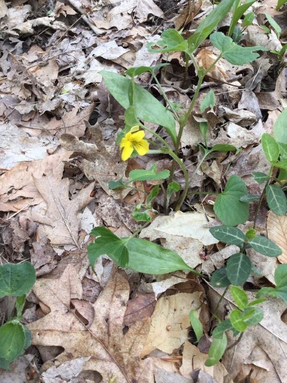 A small yellow violet growing in the woods