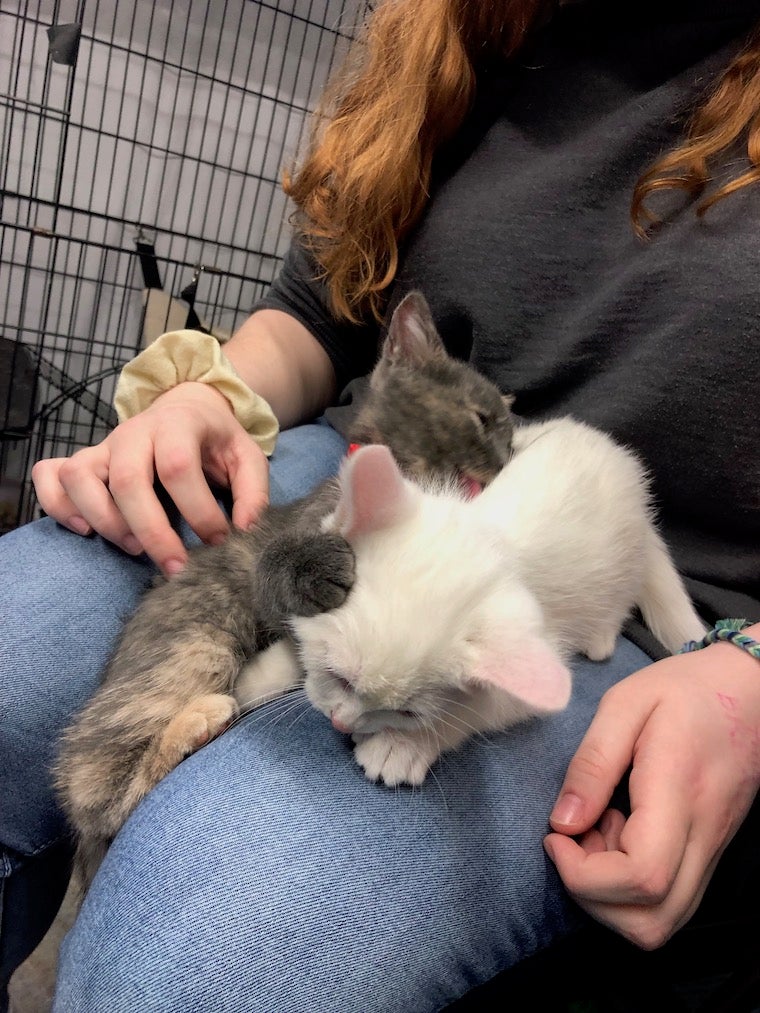 Two small kittens, one white and one with grey and tan fur, cuddle each other on top of two legs wearing blue jeans. One kitten is licking the other affectionately.