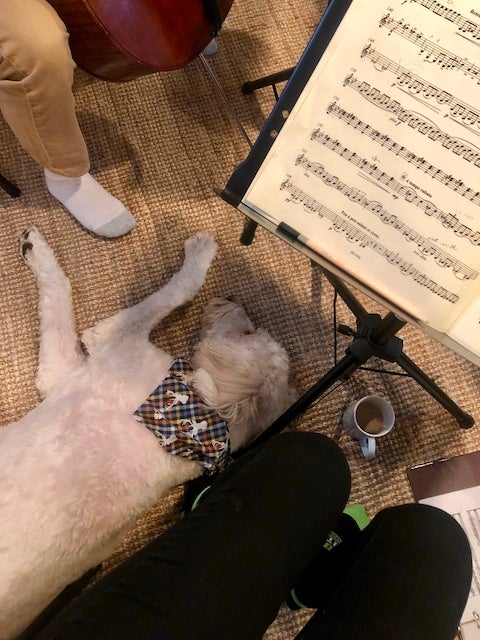 Mace, a golden doodle, lays on the floor in between the quartet's cellist and second violinst