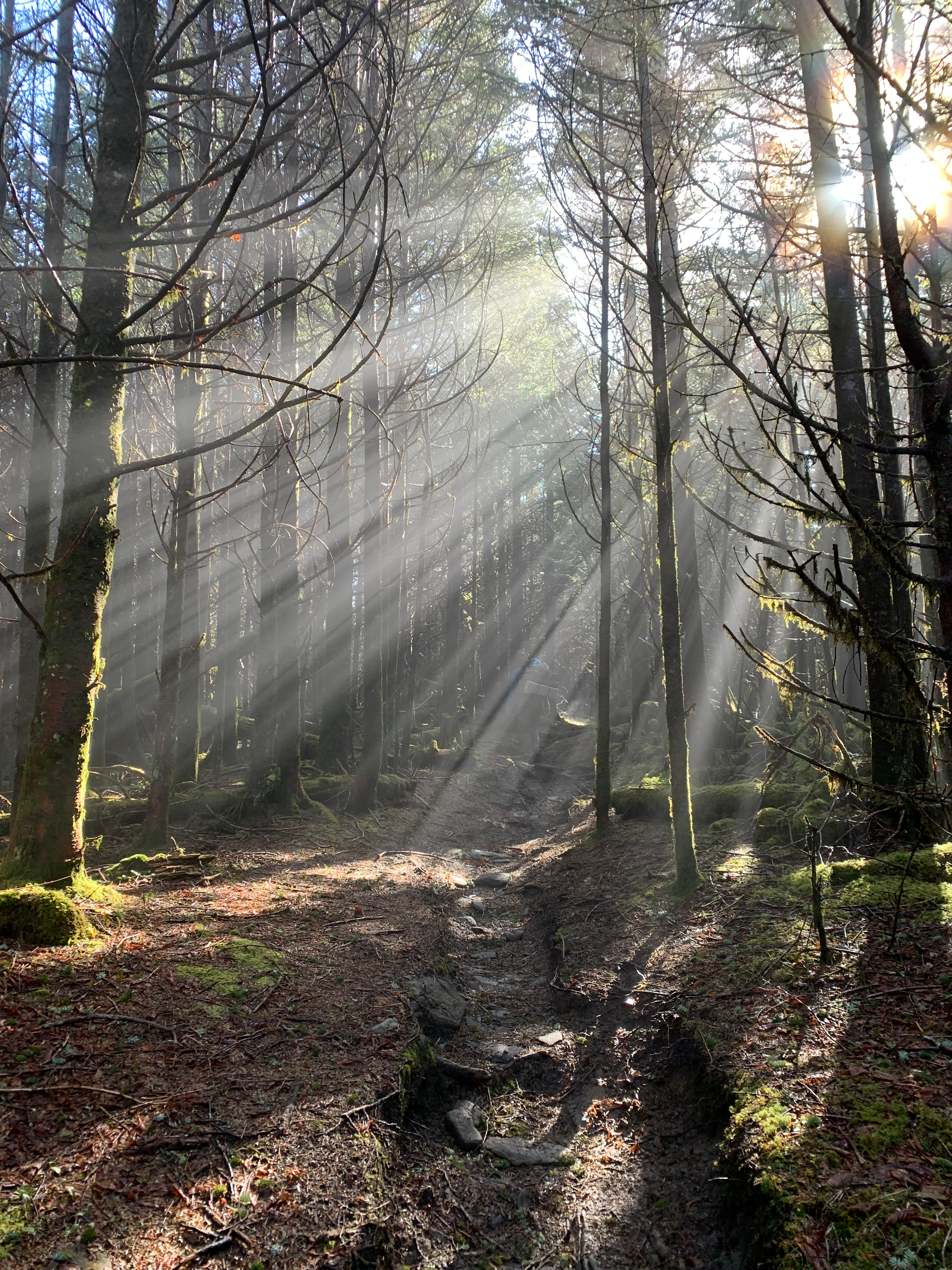 light streaming in through the trees