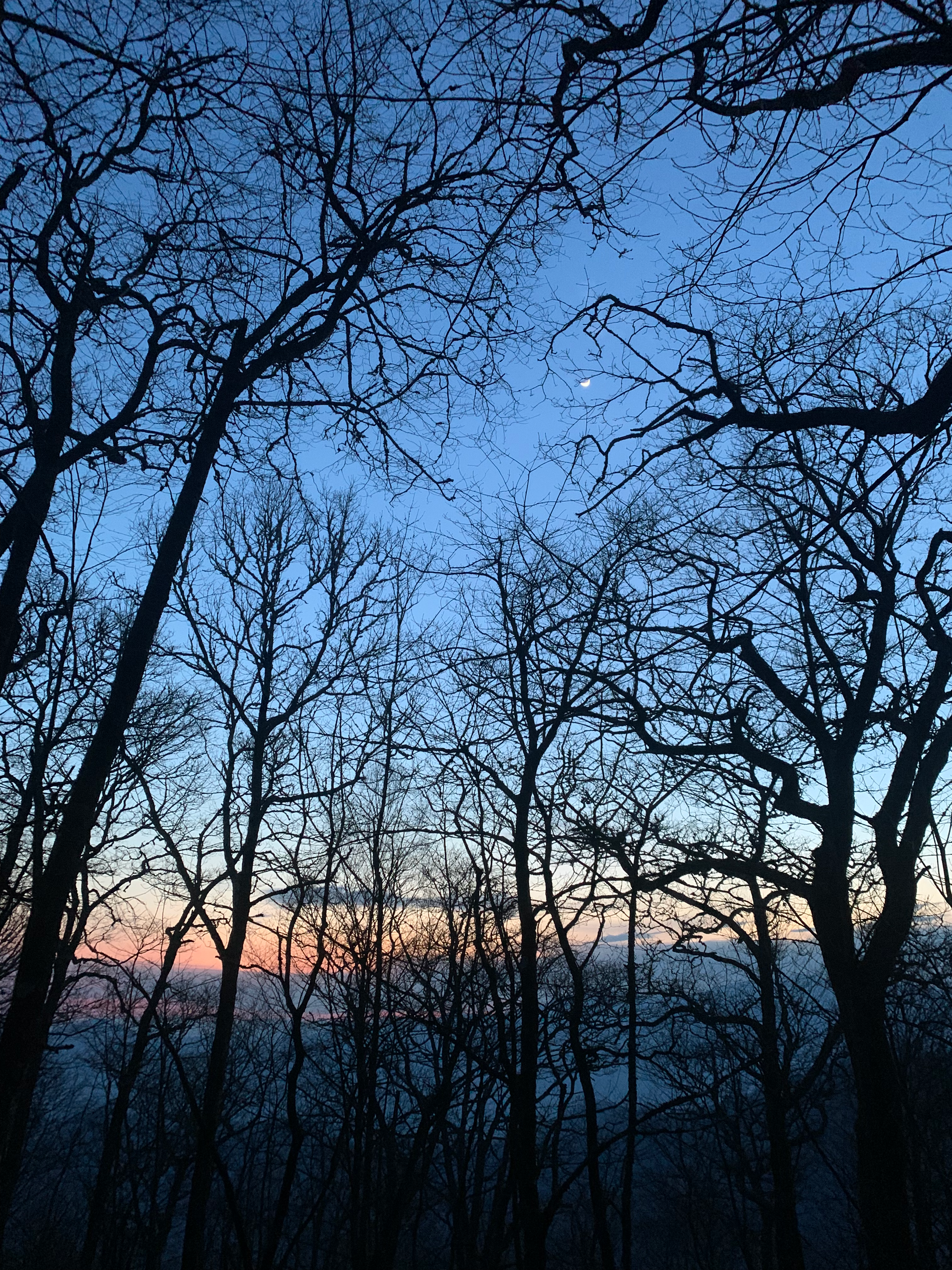 sunset in the mountains, through the trees, with the moon visible