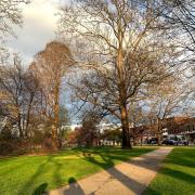 sunlit trees and shadows are shown in a grassy area of Tappan Square