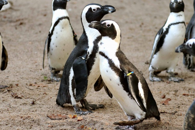 Two penguins in a zoo.