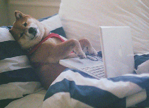 A dog reading at a computer