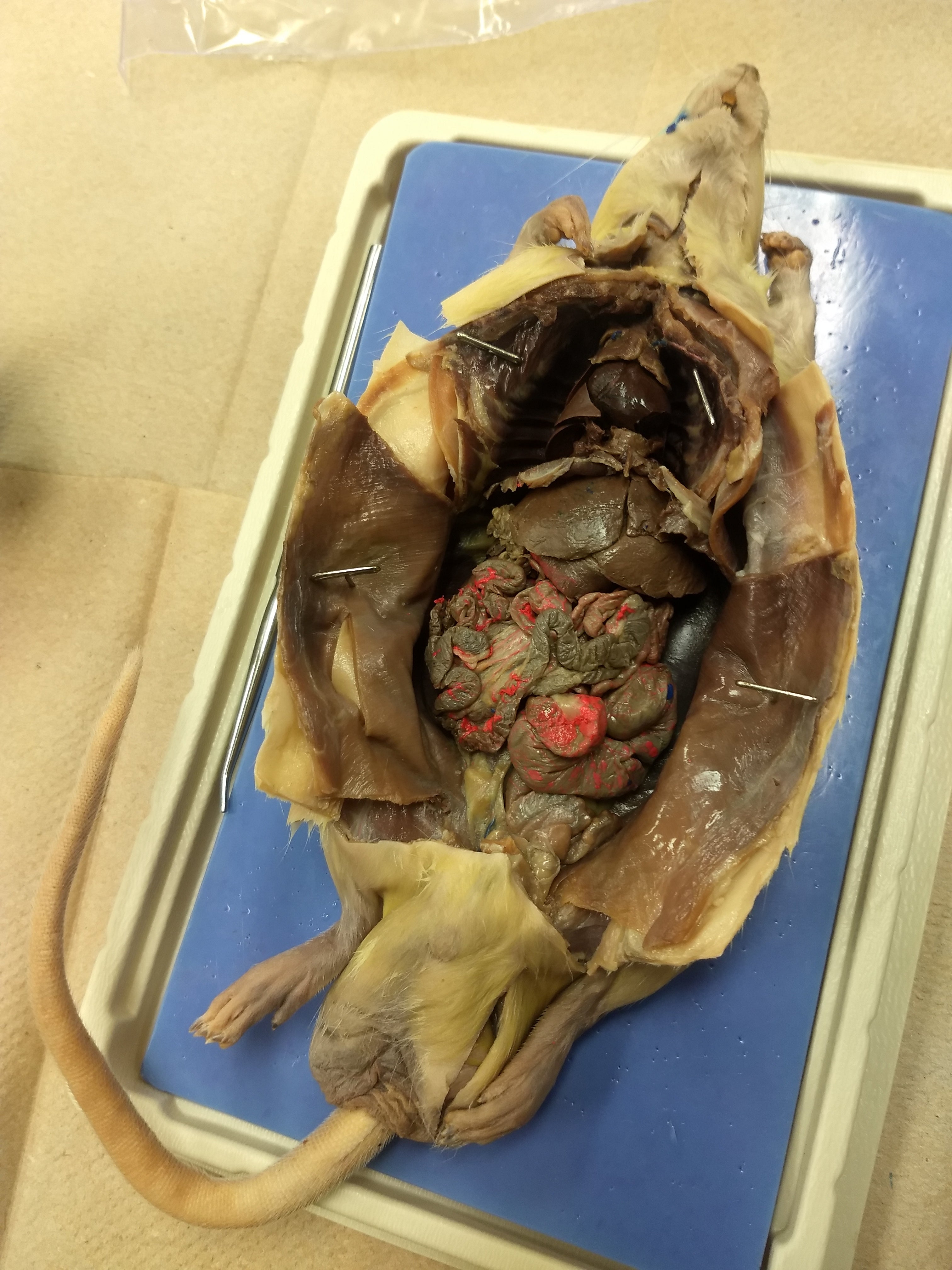 Dissecting a rat
