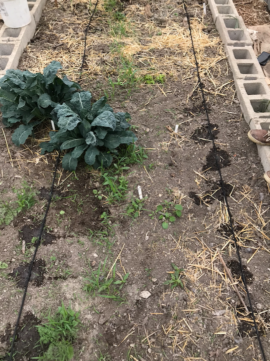 drip irrigation lines in a garden bed