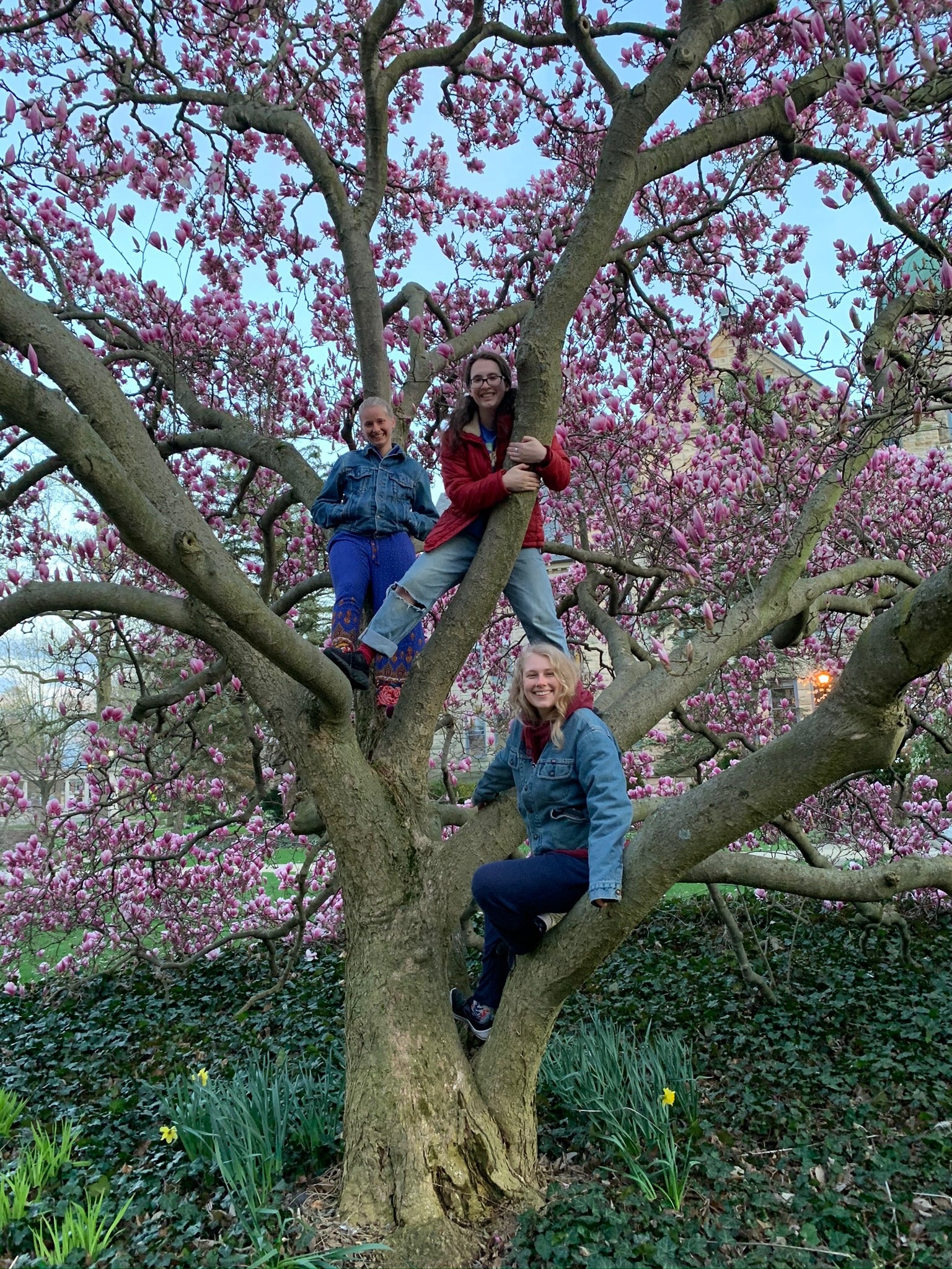 three students stand in a tree blooming with pink flowers