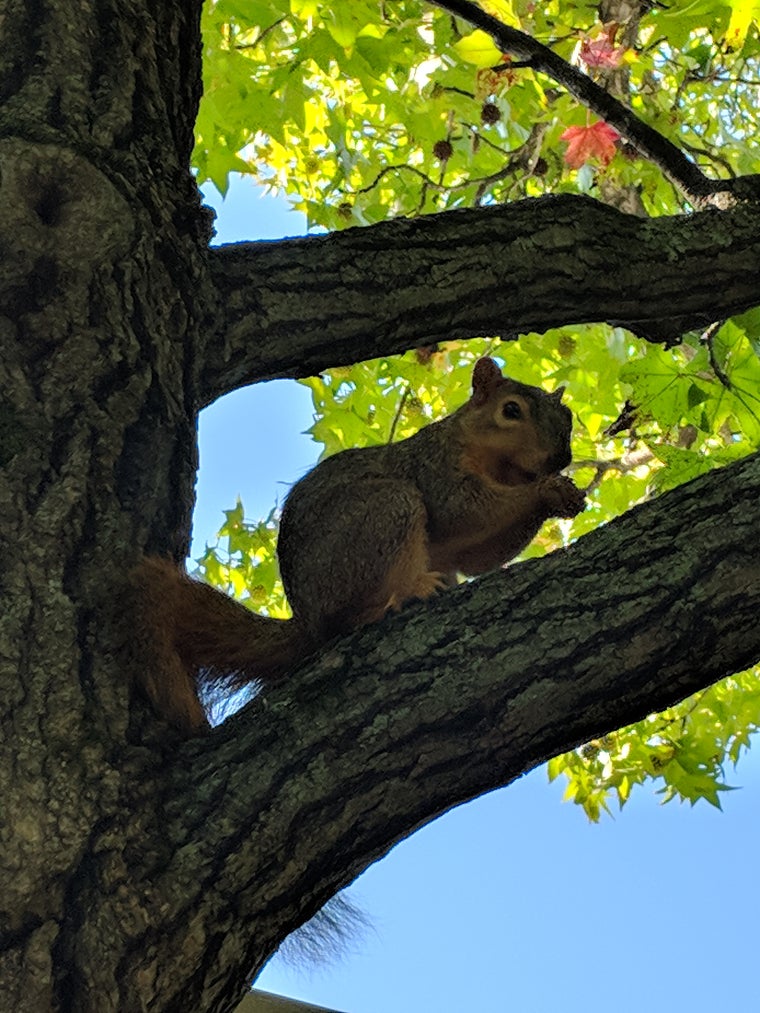 A Squirrel in a Tree
