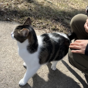 a cat my friend and I befriended during our walk!