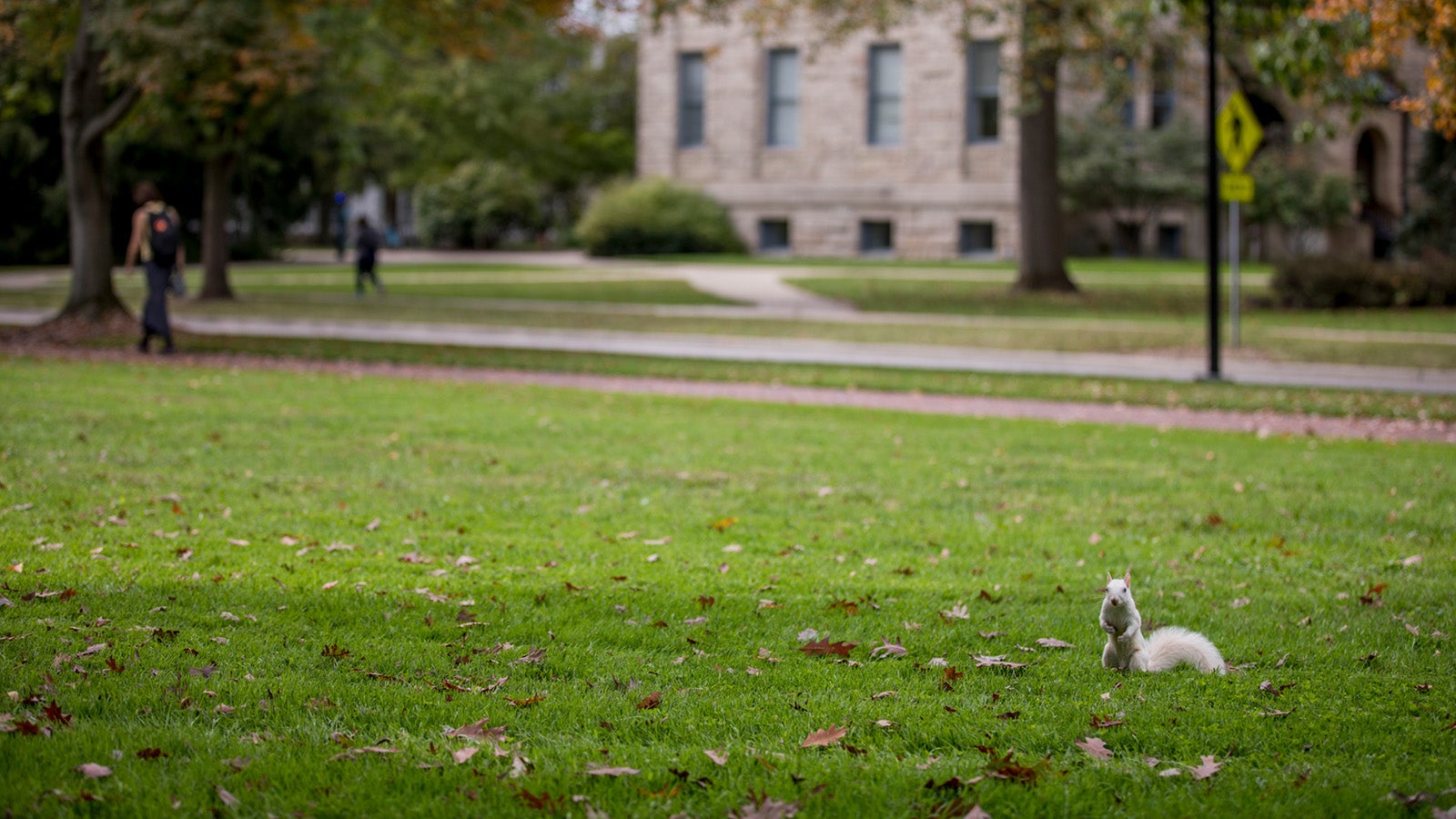 A white squirrel in the grass on Tappan Square.