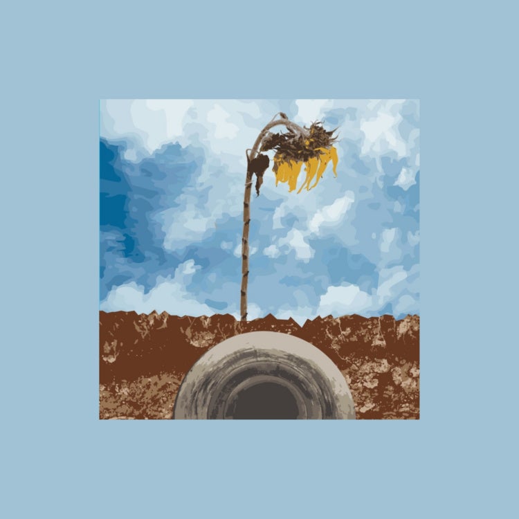 Wilting sunflower growing over a pipeline undernearth the dirt.