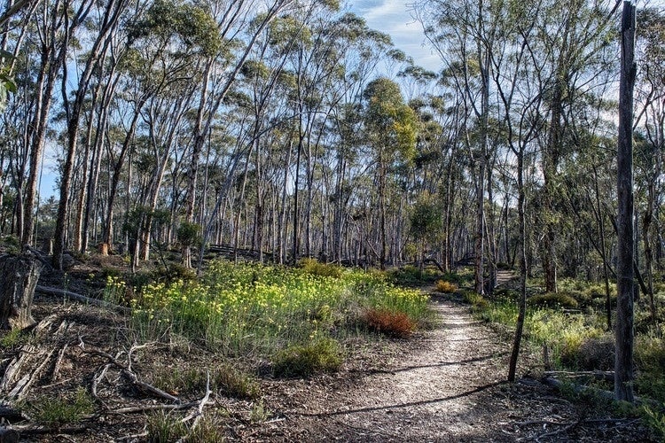 Dirt path through scenic forest