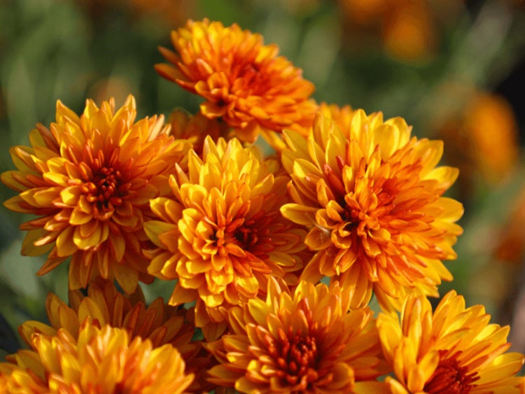 Red and orange flowers
