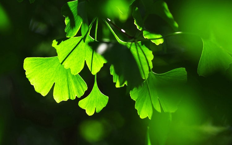 Ginkgo leaves