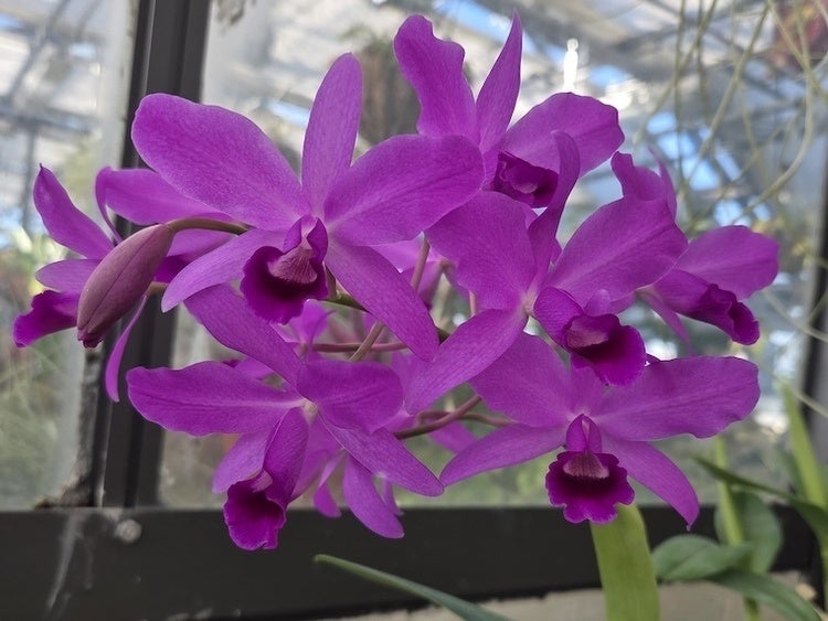 Bright magenta orchids with dark purple centers blooming in a cluster inside a greenhouse.