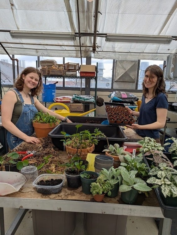 Students tending to a table of plants and seedlings