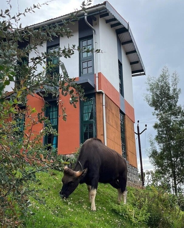 An Indian gaur, standing along a grassy hillside next to a building on the Keystone Foundation's campus.