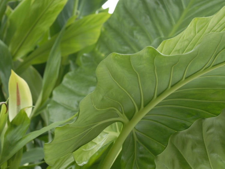  Variety of large leaves of plants inside Oberlin's Living Machine.