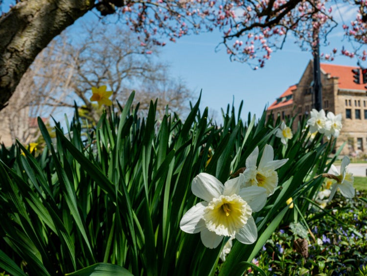 Flowers blooming with building in background