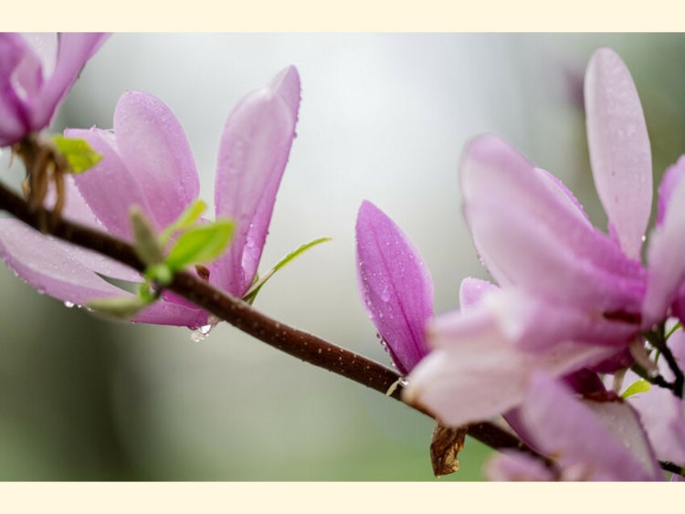 magnolia blossoms on Oberlin campus