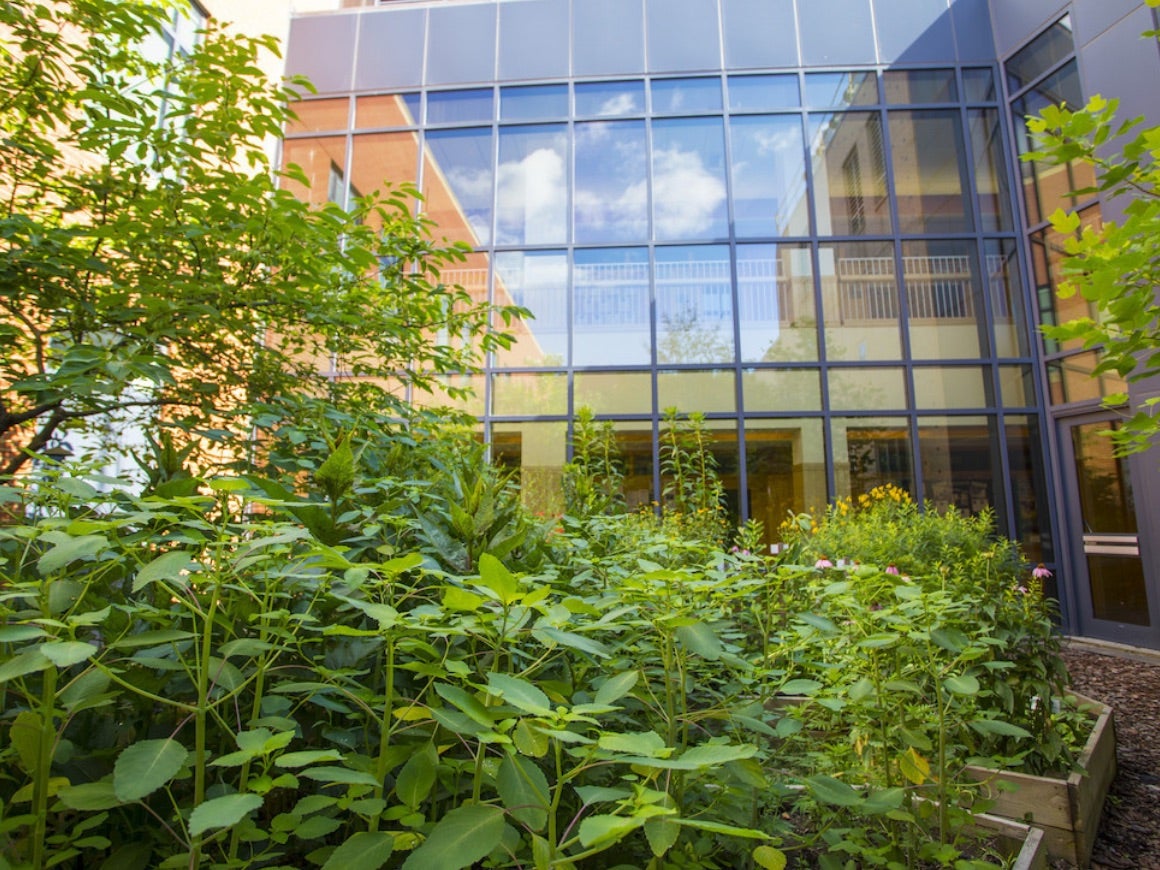 internal view of pollinator garden.
