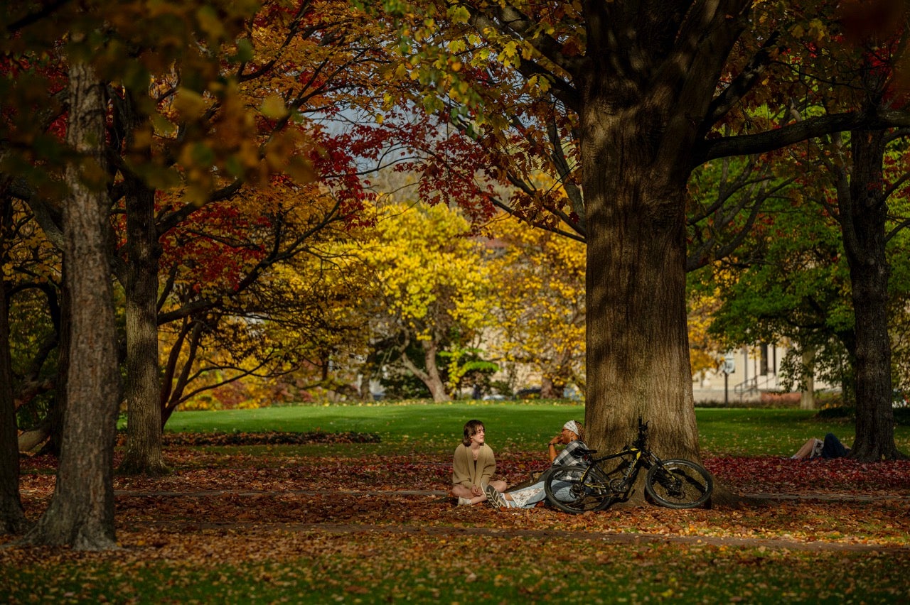 Students sitting under a tree and its fallen leaves