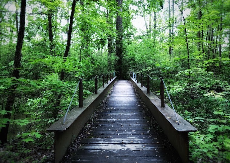 A wooden bridge in a forrest.
