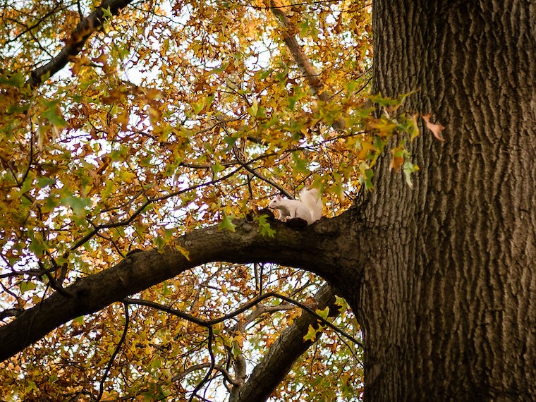 A white squirrel sits in a tree covered with fall leaves.