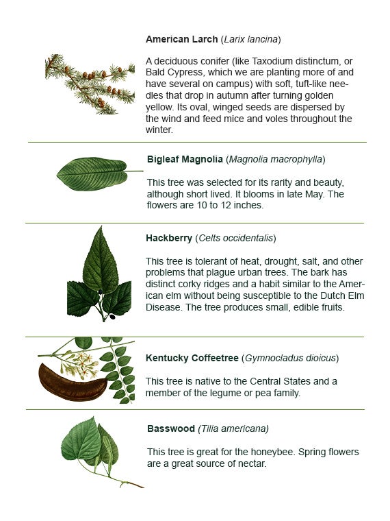 A chart with five tree leaves with descriptions