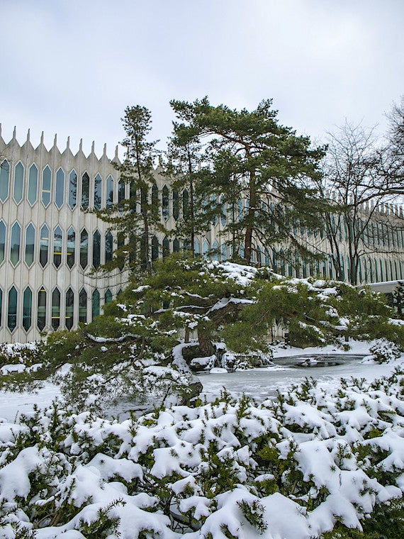 A snow covered evergreen tree against a building.