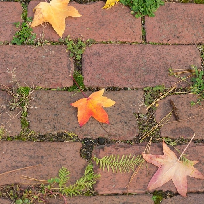 Close view of brick path from above, with leaves scattered around and moss between the bricks.