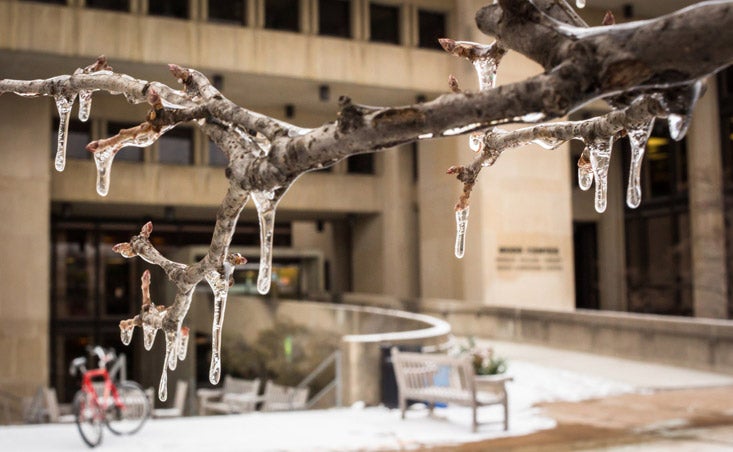 Icicles form on a branch outside of the Mudd Center.